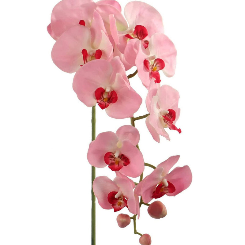 Orchidée en vaporisateur, Rose