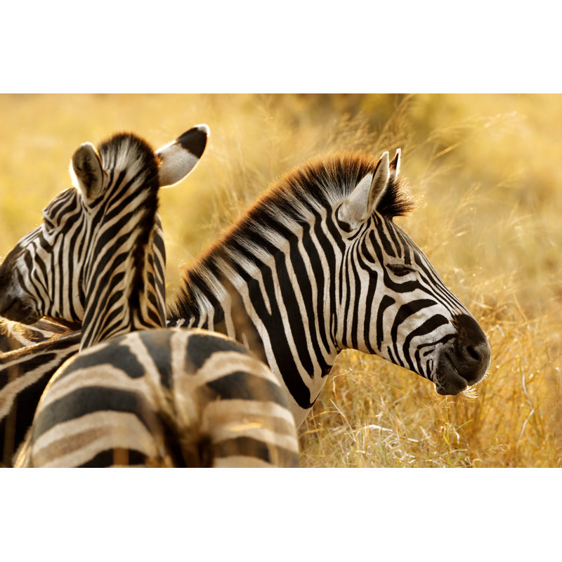 Zebra Stripes African Safari Animals Wildlife Savanna Burchells Nature Wilderness by Jacobeukman - Wrapped Canvas Print