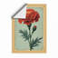 Ruffled Carnation Study Botanical - Framed Print-1571072836-1571072845