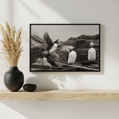 «Atlantic Puffin Colony BW» par Nathan Larson, reproduction d'art