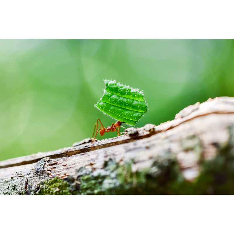 Ants With Leaves - Wrapped Canvas Print, 51cm H x 76cm W x 3.8cm D