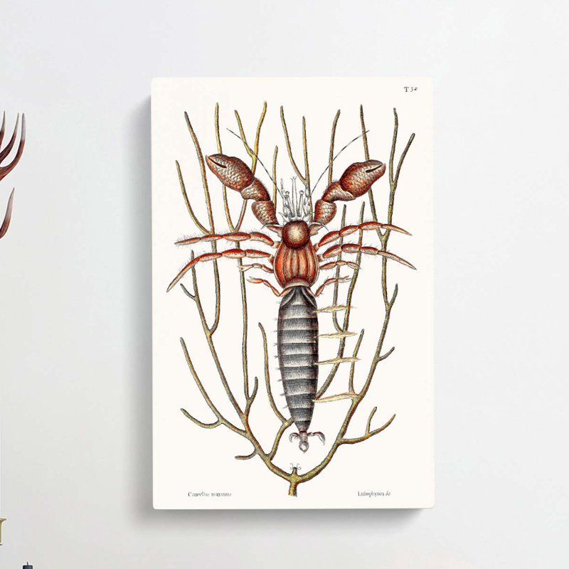 Sea Hermit Crab by Mark Catesby - Wrapped Canvas Print, 60cm H x 40cm W x 3cm D
