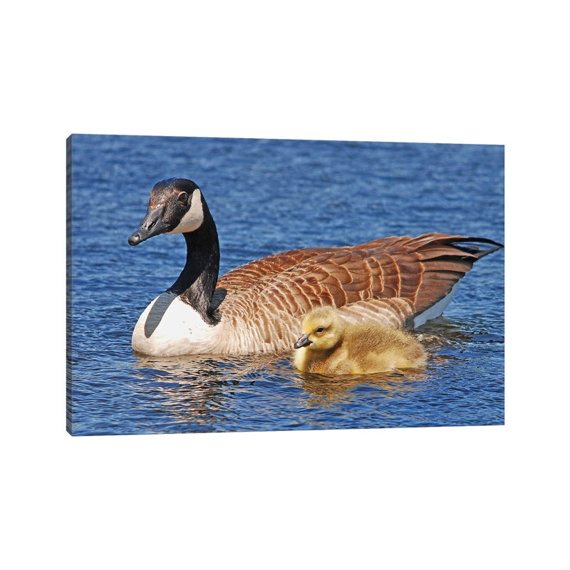 Out For A Swim With Mom by Brian Wolf - Wrapped Canvas Print, 20.32cm H x 30.48cm W x 1.91cm D