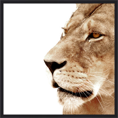 «Lion Face Off 1»