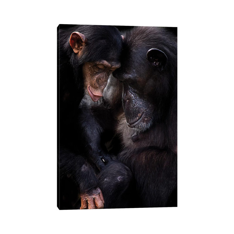 Chimpanzees by David Whelan - Wrapped Canvas Gallery-Wrapped Canvas Giclée, 20.32 cm H x 30.48 cm W