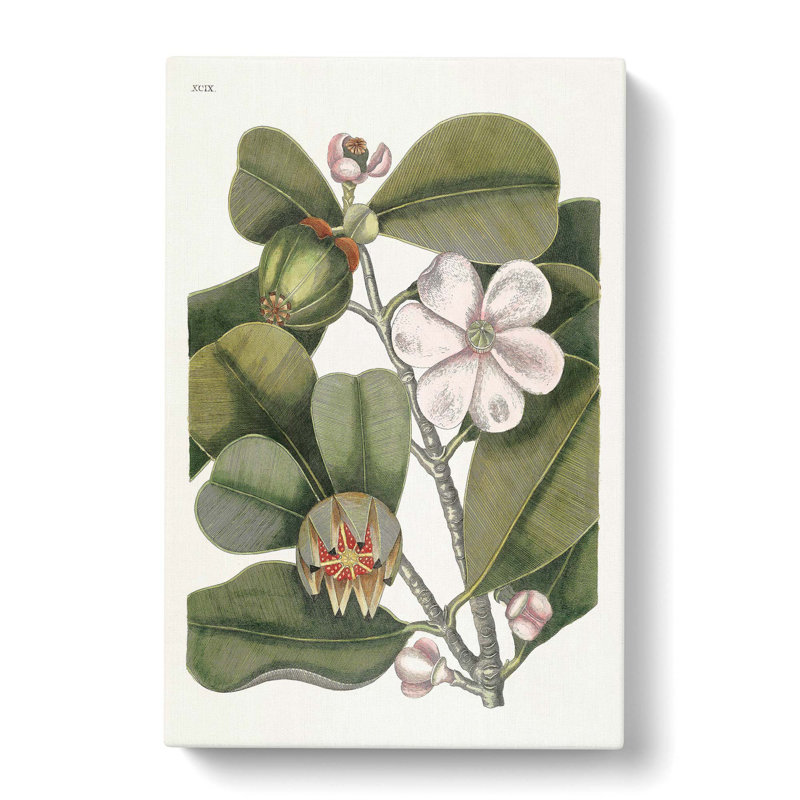 Balsam Tree Flowers by Mark Catesby - Wrapped Canvas Painting, 50cm H x 35cm W x 3cm D