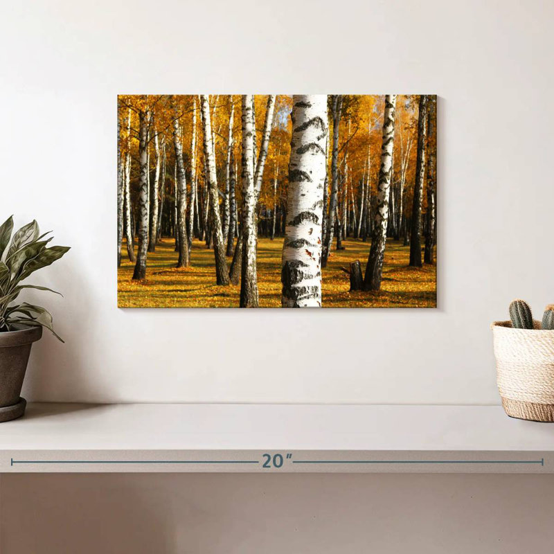 Alvord Golden Birch Grove, H 8 po x l 12 po