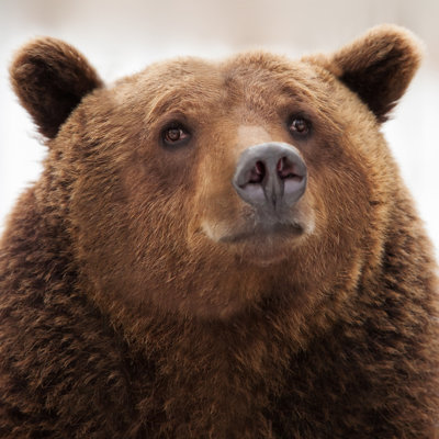 Brown Bear by Edoma - Wrapped Canvas Print