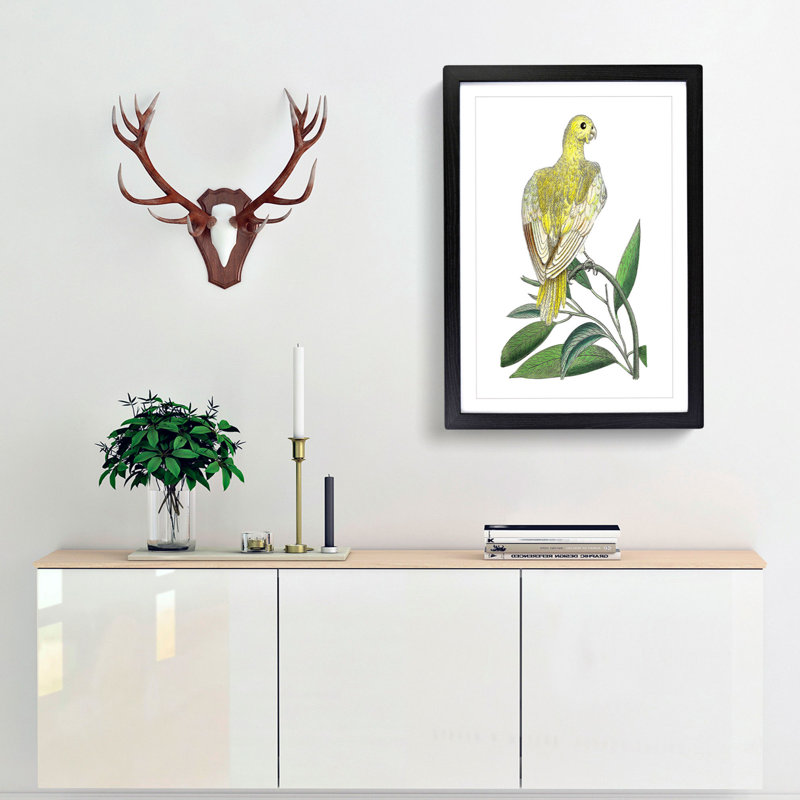 Yellow Parakeet by George Shaw - Framed Print, 48cm H x 36cm W x 2cm D, Black Framed