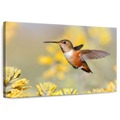 Brampt Allen's Hummingbird