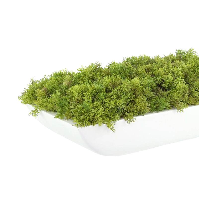 Arrangement Corder Moss In Fiberstone, Blanc, H 6 po x l 22 po x P 7 po