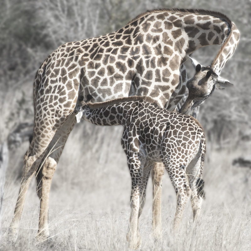 Mother And Daughter by Scott Bennion - Wrapped Canvas Print, 51cm H x 51cm W
