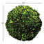 Preserved Greens Topiary, Hedge Plant in-1214296196