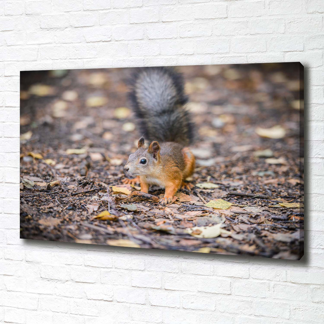 Eichhörnchen - Kunstdrucke auf Leinwand