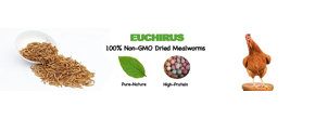 Logo euchirus