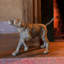Hunting Hound Statue