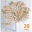 Plante grimpante 17 po Atalaya-1329839829-1329839828