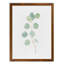 « mou eucalyptus branch iv » par paul cezanne-photo, reproduction d’art encadrée-1378864494-1378864489-1378835973