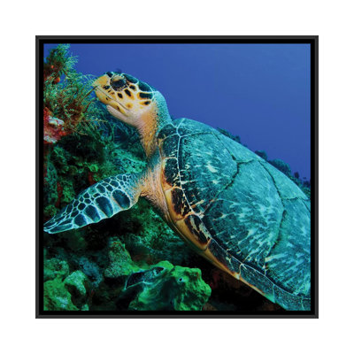 A Feeding Hawksbill Sea Turtle In Cozumel, Mexico by Brent Barnes - Gallery-Wrapped Canvas Giclée on Canvas