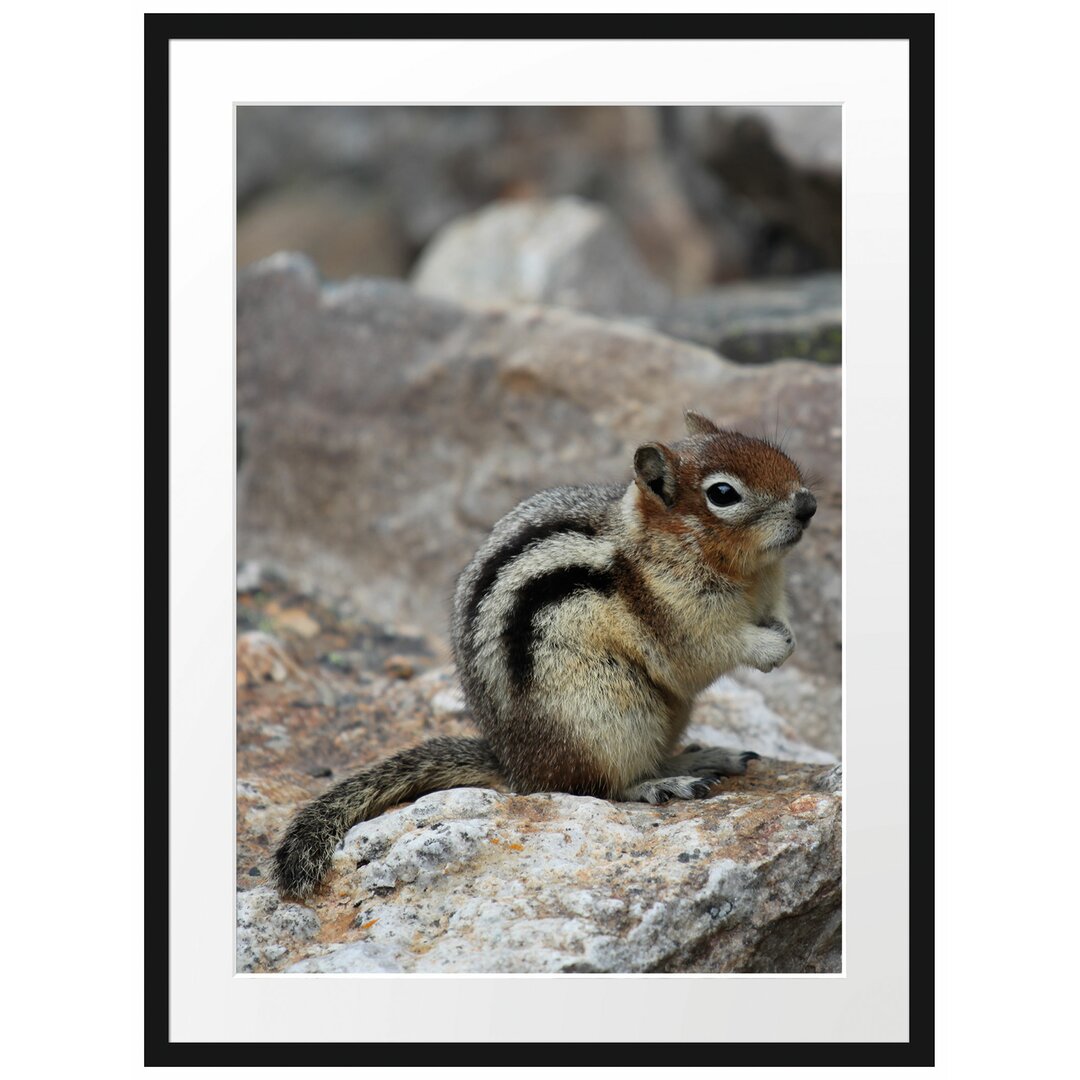 Gerahmtes Poster Schüchternes Streifenhörnchen