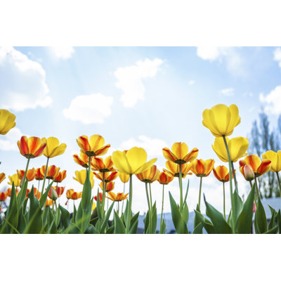 Magnifique tulipe par Ithinksky