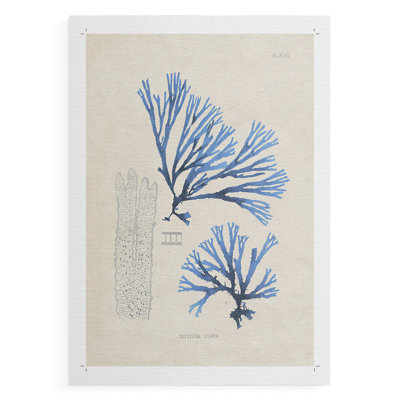 Blue Marine Algae V - Impression sur toile seulement - NON-CADRE
