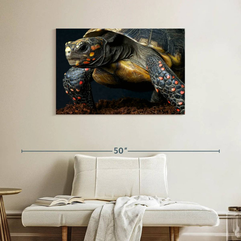 Red Footed Tortoise Species, 26" H x 39" W