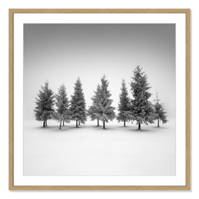 Spruce grove Print by Daniel