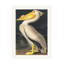 Pélican d'Amérique des oiseaux d'Amérique 1827-1916998126