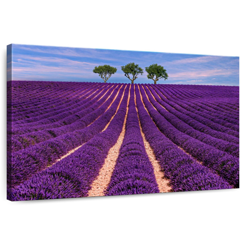 Alvord Provence Summer Lavender Rows, 20" H x 30" W
