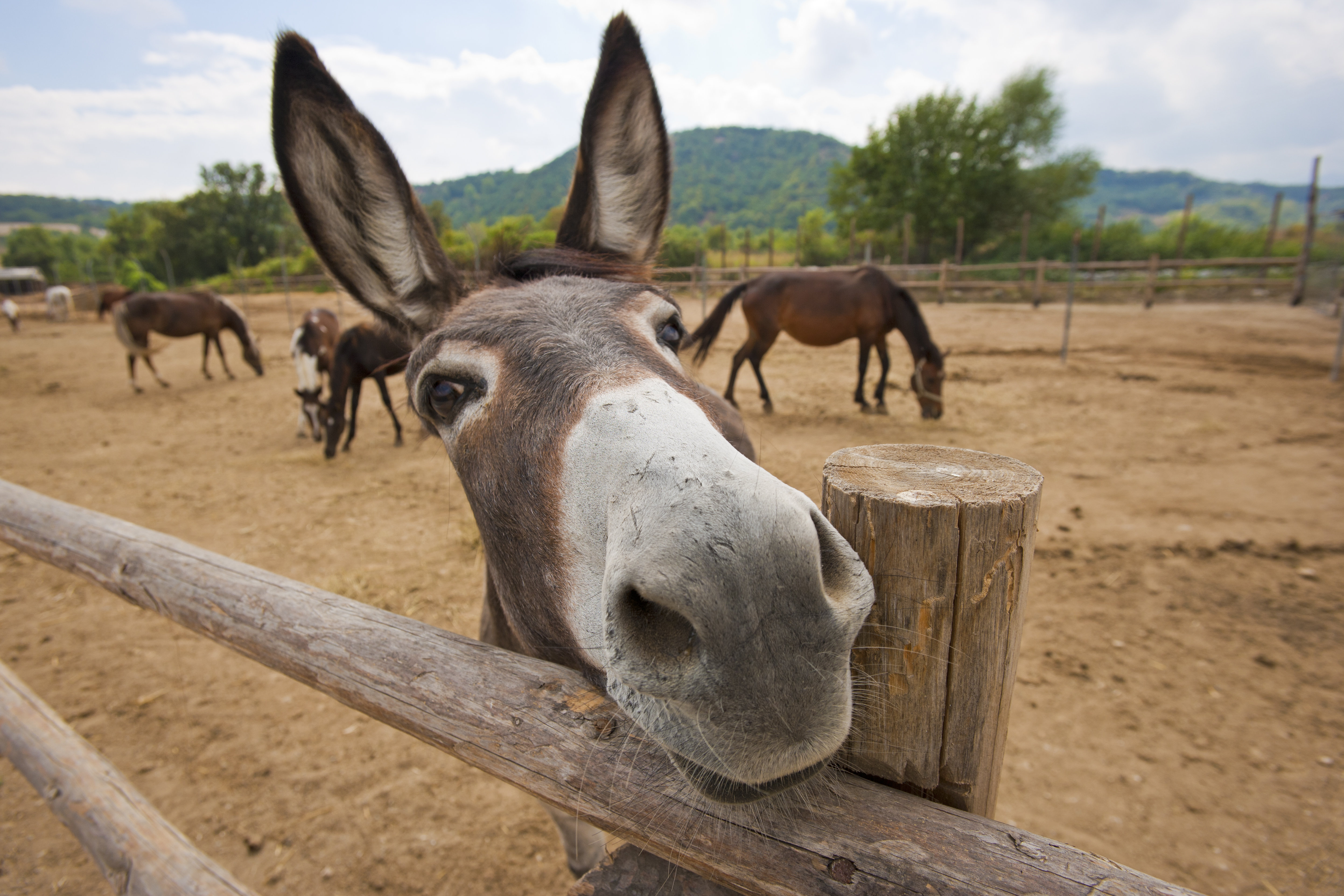 Gracie Oaks Funny Donkey - Wayfair Canada