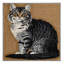  Tapis lavable German Rex Cats-2136564050