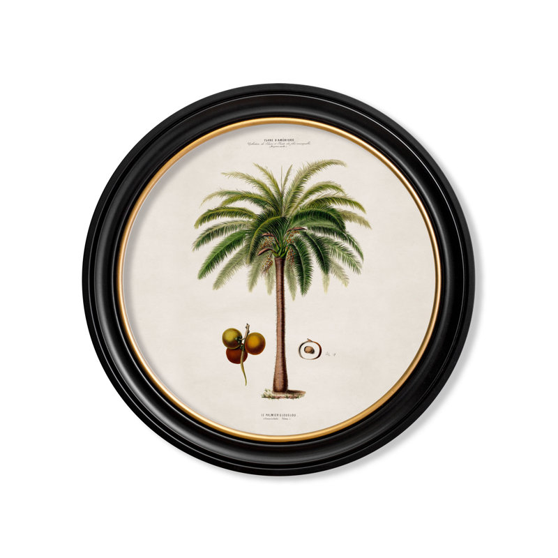Macaw Palm by Mid-1800s - Single Picture Frame Print on Archival Matt 230gsm Paper