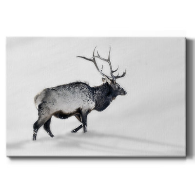 Lone Bull-Gallery Wrapped Canvas