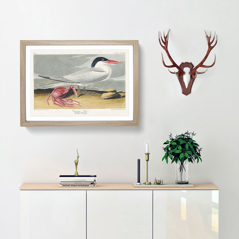Cayenne Tern Bird with Crab by John James Audubon - Framed Print, 36cm H x 48cm W x 2cm D, Oak Framed