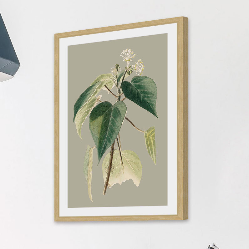 «Botanical Cabinet II», reproduction encadrée, H 30 po x l 20 po x P 1,5 po