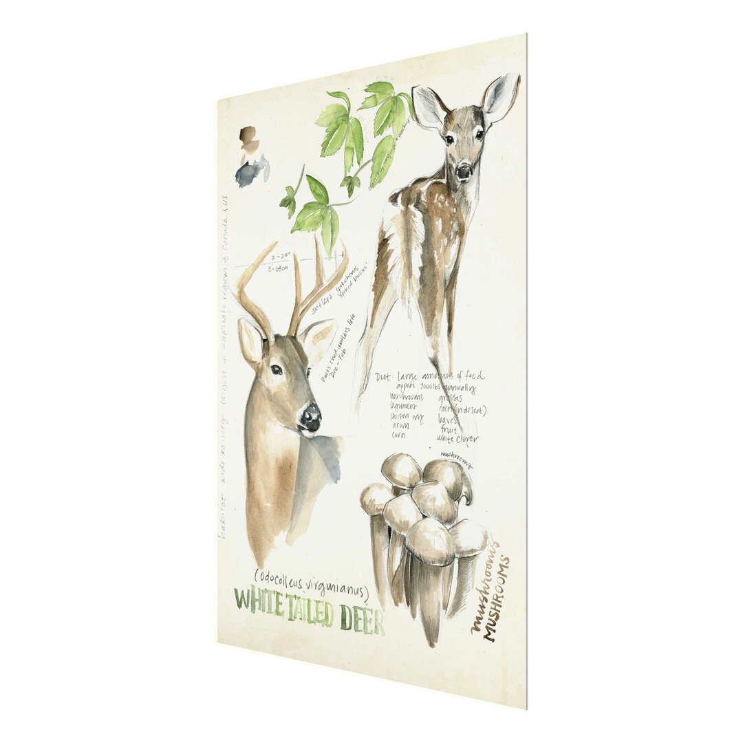 Glasbild Wilderness Journal Deer