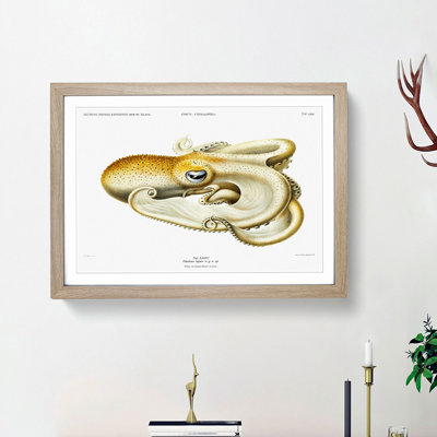 Velodona Octopus by Carl Chun - Picture Frame Painting Print