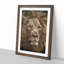 Face of a Lion - Framed Print-62802814-62802818