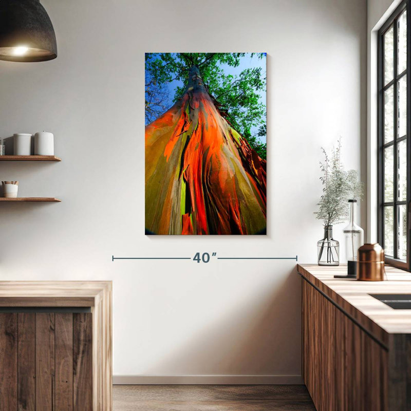 Eucalyptus arc-en-ciel, H 39 po x l 26 po