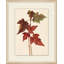 Maple Leaves 1 Painting