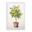 «Citrus Tree Serenade», giclée par Andrea Haase-117108135-117108138