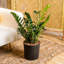 ZZ Plant in Nursery Pot