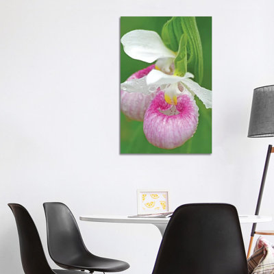 " Showy Lady Slippers " by Brian Wolf