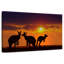 Safari kangourous au coucher du soleil-698289328