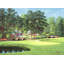Le 11 à Augusta - Cornouiller blanc IMA-W299-1873644280