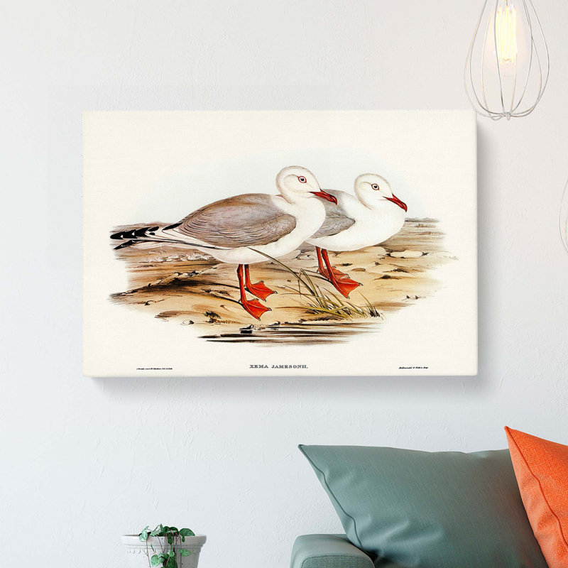 Jameson's Gull by Elizabeth Gould - Wrapped Canvas Painting, 40cm H x 60cm W x 3cm D