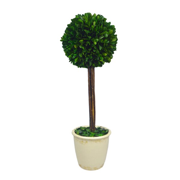 Fleur De Lis Living Boxwood Topiary in Ceramic Planter & Reviews | Wayfair