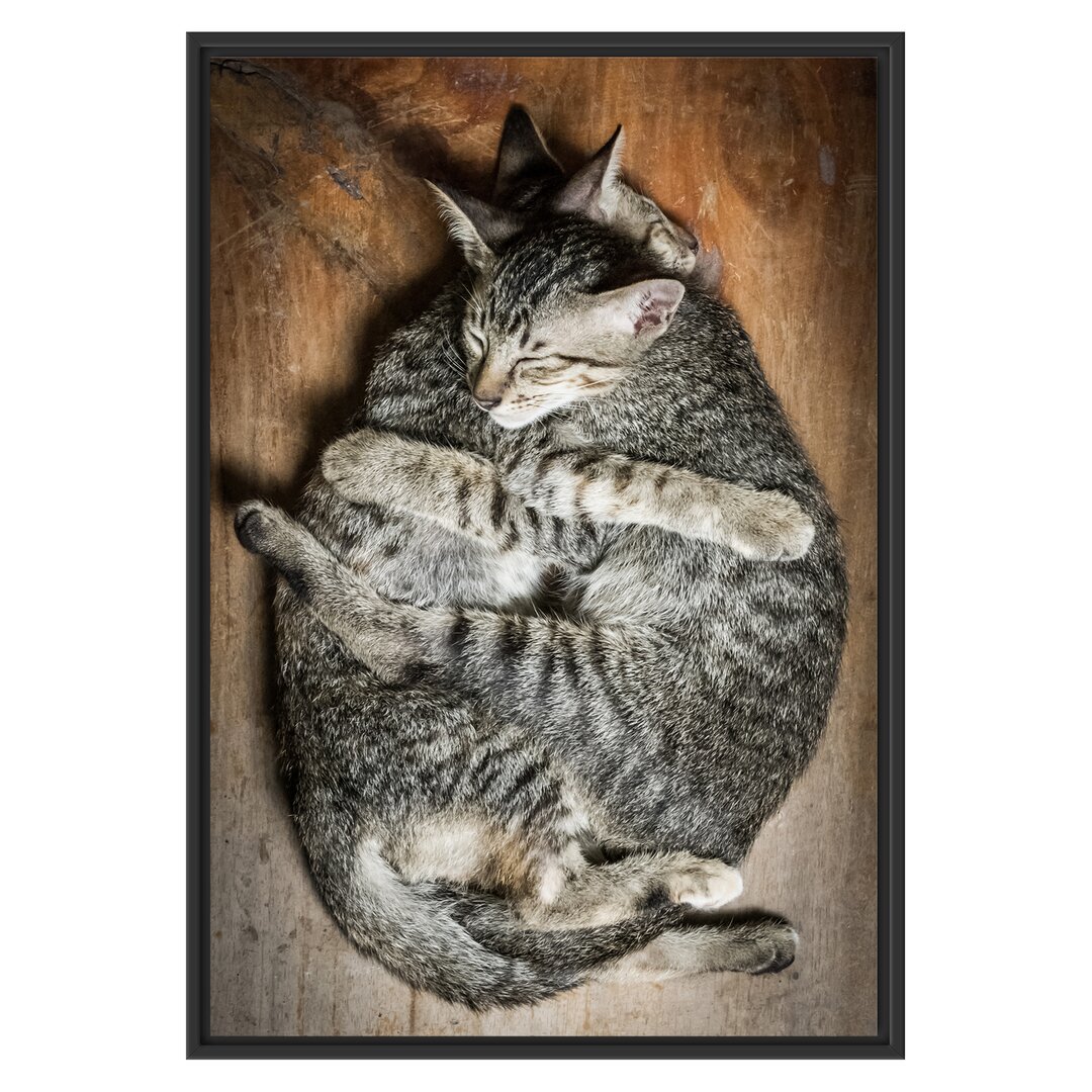 Gerahmter Kunstdruck Cuddling Cats