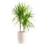 Dracaena Plant in Basket